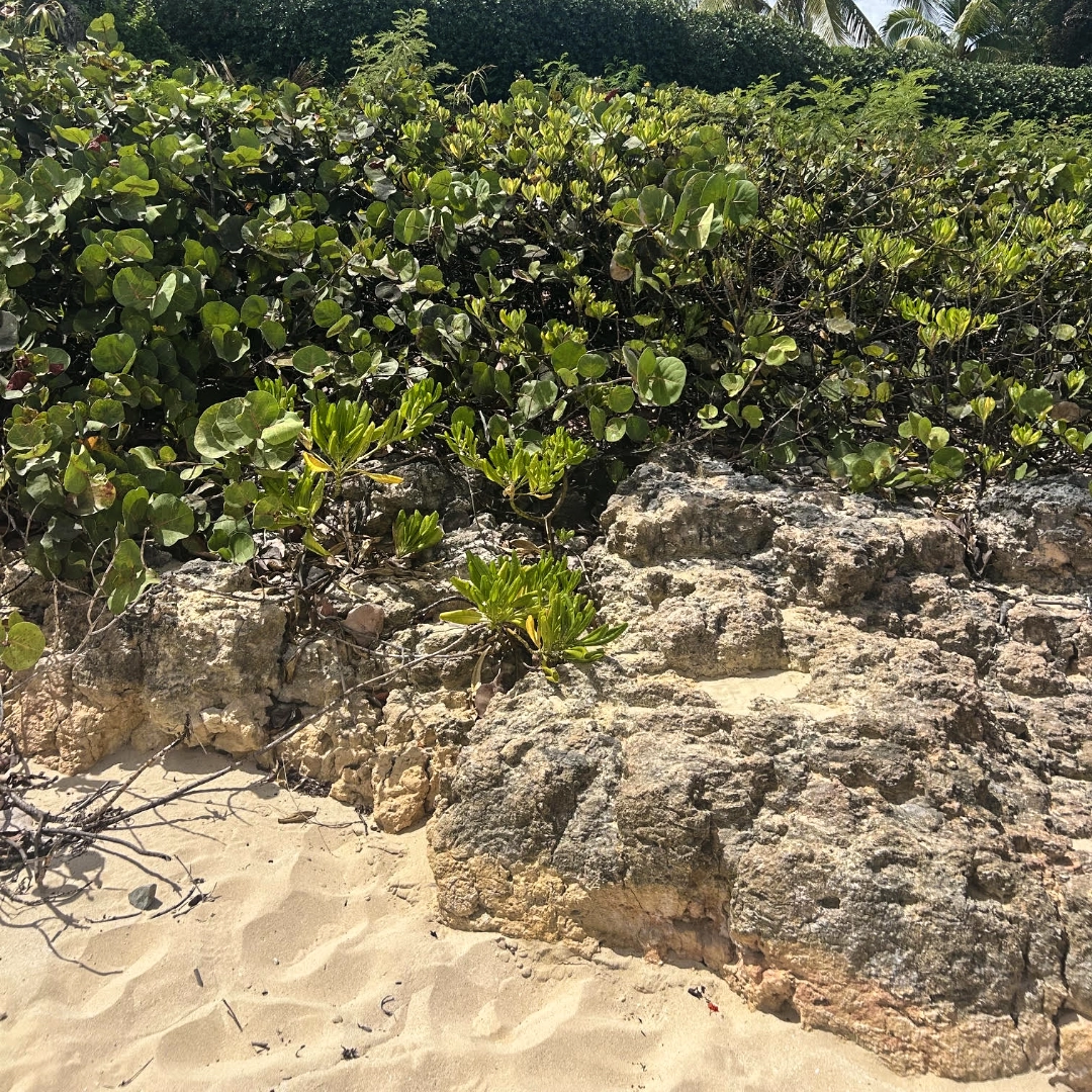 Close-up of eroded limestone rock showing tidal erosion damage